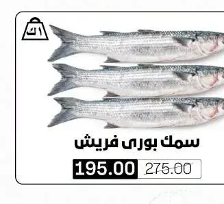 سمك بوري فريش