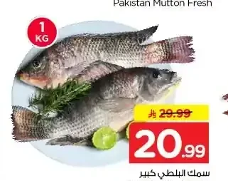 سمك البلطي كبير