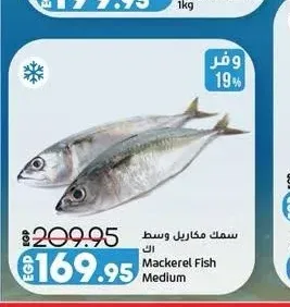 سمك مكاريل وسط 1 كجم