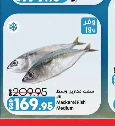 سمك مكاريل وسط 1 كجم