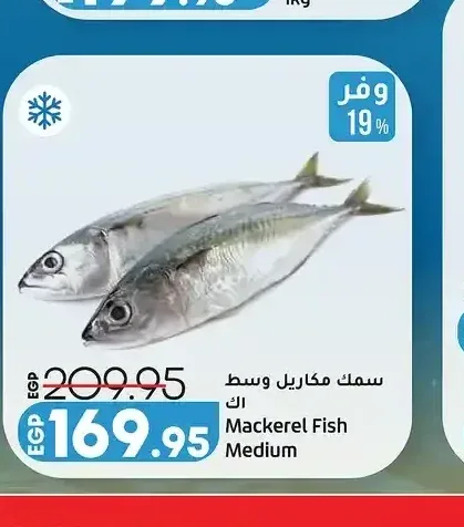 سمك مكاريل وسط 1 كجم
