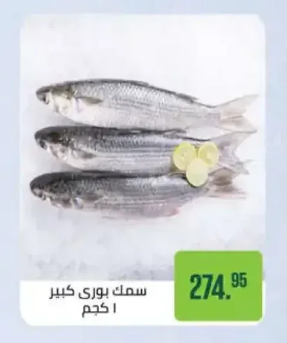 سمك بوري كبير 1 كجم