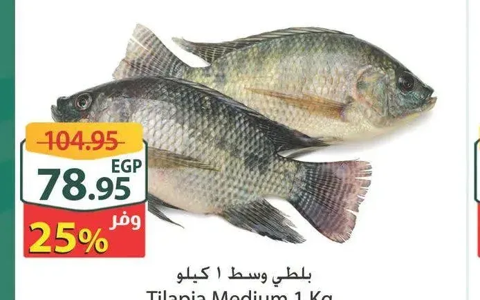 بلطي وسط 1 كيلو