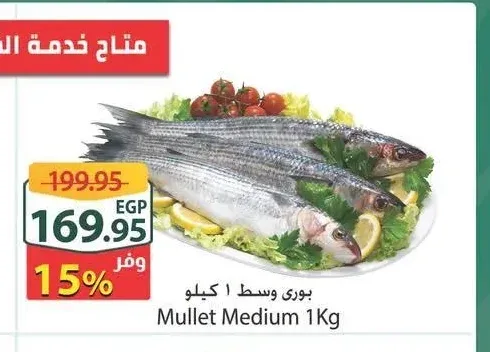 سمك بوري وسط 1 كيلو