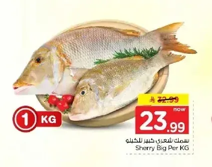 سمك شعري كبير للكيلو