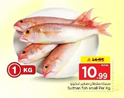 سمك سلطان صغير للكيلو