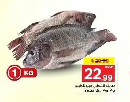 سمك البلطي كبير للكيلو
