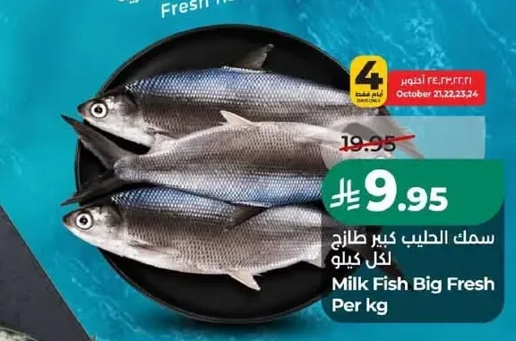 سمك الحليب كبير طازج لكل كيلو