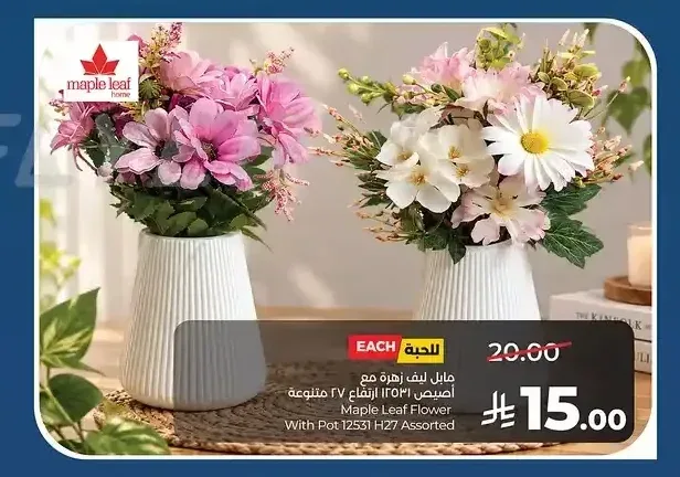 مابل ليف زهرة مع أصيص 12531 ارتفاع 27 سم متنوعة