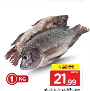 سمك بلطي كبير