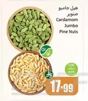 هيل جامبو صنوبر