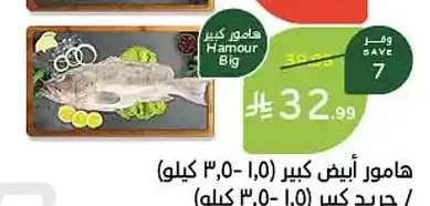 سمك هامور كبير (1.5 كجم - 3.5 كجم)