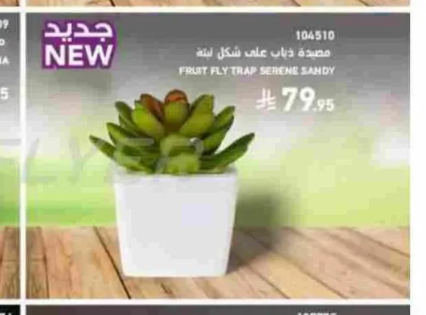 مصيدة ذباب على شكل نبتة سيرين ساندي