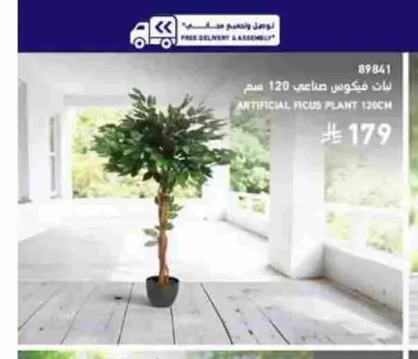 نبات فيكوس صناعي 120 سم