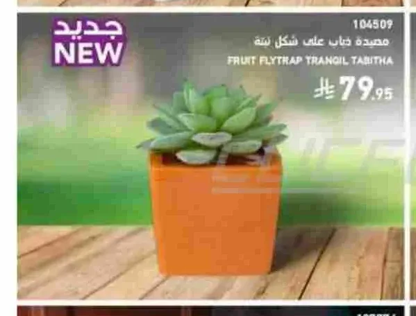 مصيدة ذباب على شكل نبتة ترانكيل تابيتا